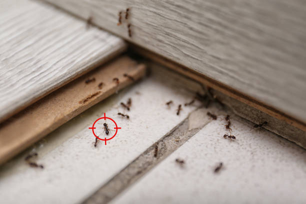 Best Affordable Pest Control Services  in Irvington, NY