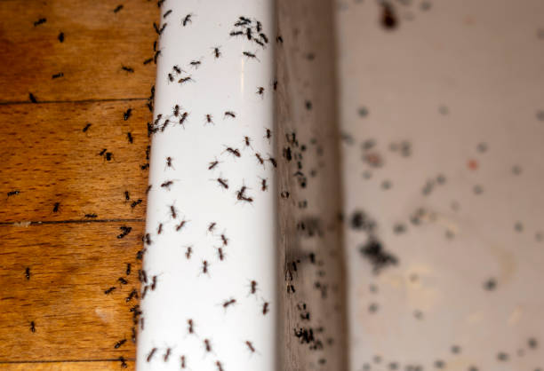 Best Pest Control for Businesses  in Irvington, NY