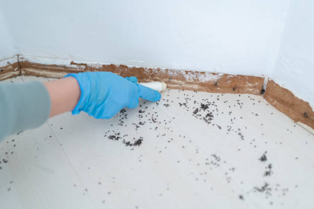 Best Pest Control Near Me  in Irvington, NY